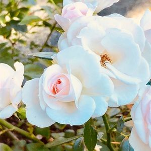 Meet your Posher, Jenny